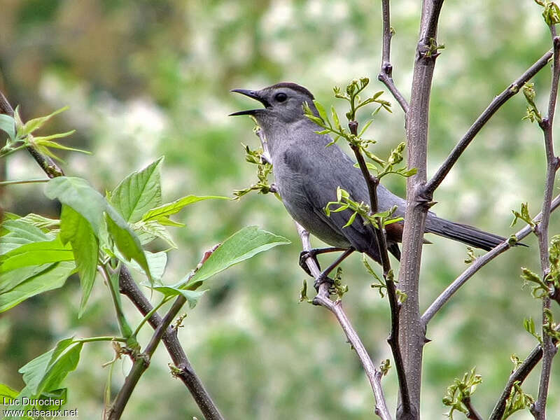 Grey Catbirdadult, habitat, pigmentation, song